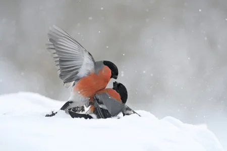 Victor Tyakht<br/>
"Snowy Battle"<br/>
Aves en acción