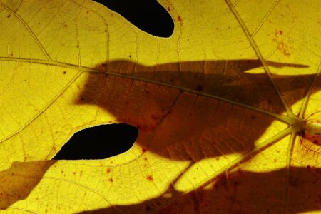 sombras en la higuera hugo estévez martín