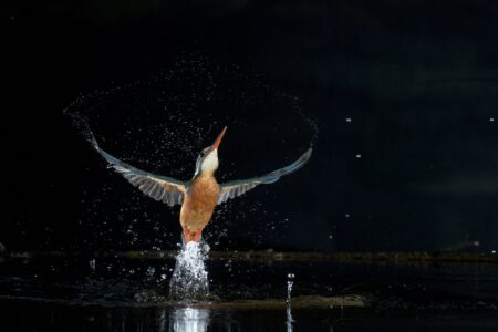 subidon manuel montero guzmán