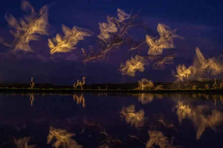 Bence Máté<br/>
"Survivor"