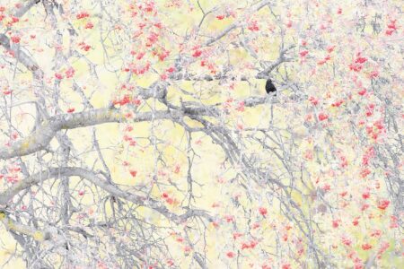 the host massimiliano manuel paolino