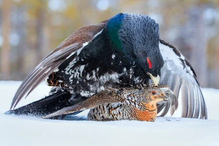 Bernt Osthus<br/>
"The Mating"