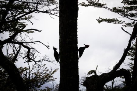 una cita en el bosque austral marc currius comella