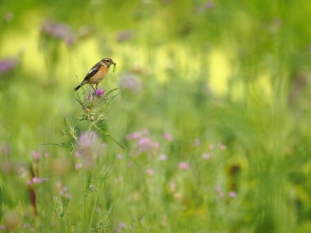 una dificil tarea alberto román gómez