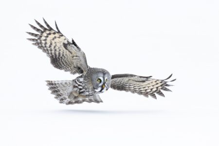 vuelo rasante lluc semis