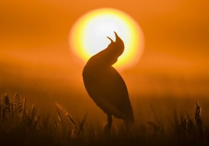 javier simon photography