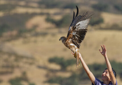 liberacion milano real. autor amus