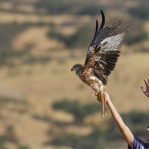 liberacion milano real. autor amus