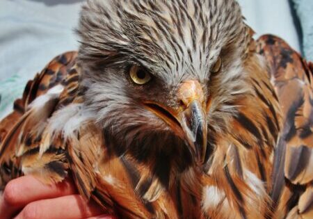 milano real 2 (c) amus